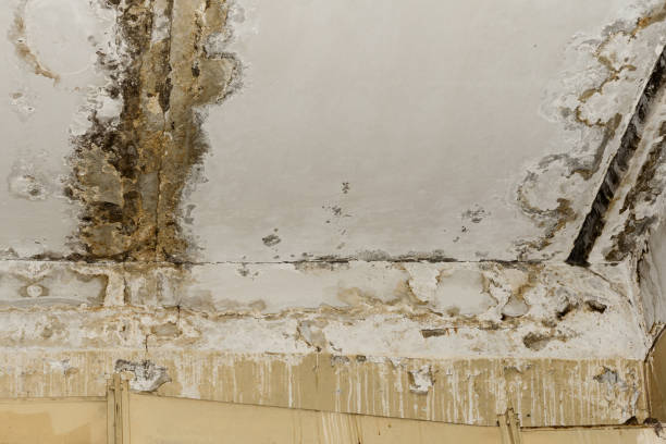 Professional Mold Remediation in Woodall, OK